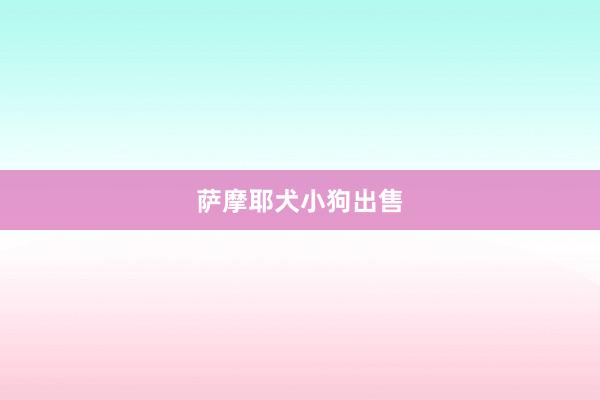 萨摩耶犬小狗出售
